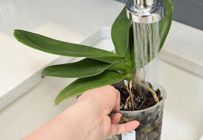 Корни орхидеи гниют, сохнут – что делать?